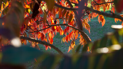 Red autumn sumac leaves on a sunny day.