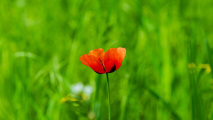 Red poppy flower on blurred green background.