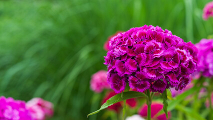 Pink carnation on a green blurred background of leaves.