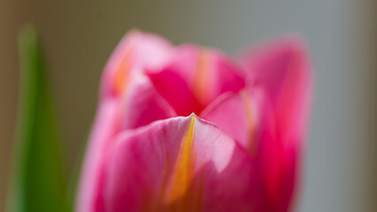 A pink tulip flower on a blurred background, close-up view.
