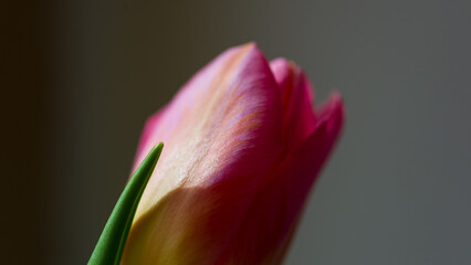 Pink tulip flower on a blurred background, close-up.
