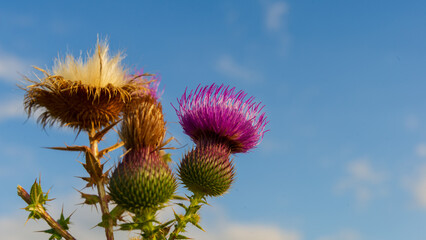 Sow thistle flowers against a blue sky background.