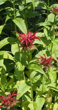(Monarda didyma) Scarlet Bee Balm flowers. Magnificent explosive bright red blooms atop upright stems adorned with lanceolate and pointed aromatic leaves swaying gently in the breeze.
