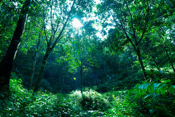 Lush Green Forest Canopy Sunlight Dappled Path
