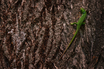 Lacerta diplochondrodes, Rhodos green lizard, on the tree bark trunk, Arda River area near the Madzharovo in Bulgarie, Europe.  Rhodos green lizard in the nature habitat, wildlife.