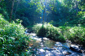 Sunlit Stream in Lush Tropical Rainforest A Serene Nature Escape