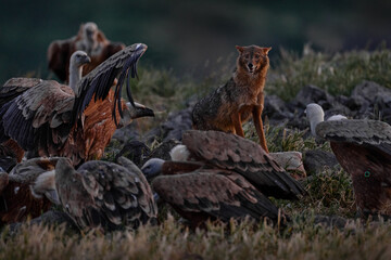 Jackal and vulture in stone hill habitat. Golden jackal, Canis aureus, in grass and srtone,...