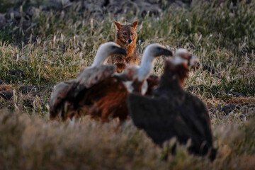 Jackal and vulture in stone hill habitat. Golden jackal, Canis aureus, in grass and srtone, Bulgaria, Europe. Wildlife from Balkan. Open muzzle, wild dog behaviour scene from nature.