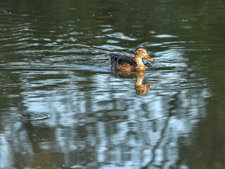Female mallard duck swimming on the water in the morninrg