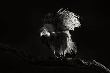 Vulture sunset in plumage feather. Griffon Vulture, Gyps fulvus, big birds of prey sitting on rocky...