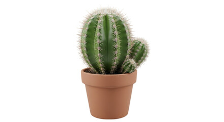 Green cactus plant with spines in a terracotta pot isolated on a transparent background