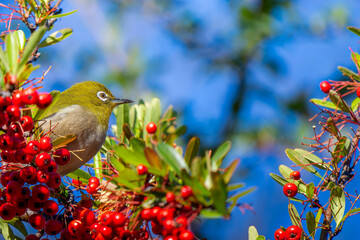 ピラカンサとメジロ