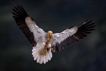 Egyptian vulture, Neophron percnopterus, big bird of prey fly on the stone in nature habitat, Bulgaria, Eastern Rhodopes. White vulture with yellow bill flight. Bird of prey in the wild nature.