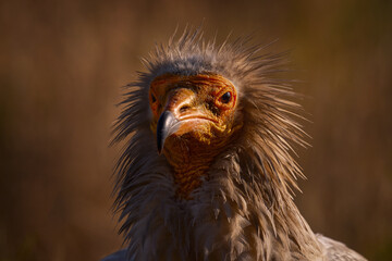 Egyptian vulture, Neophron percnopterus, big bird of prey fly on the stone in nature habitat,...