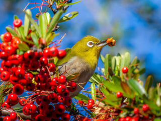 ピラカンサとメジロ