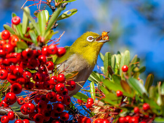 ピラカンサとメジロ