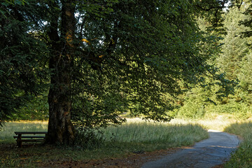 Narrow road in a calm forest landscape