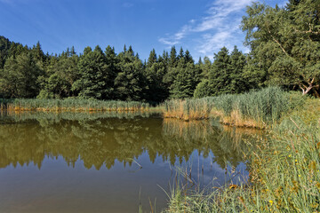 Reflection on the calm waters of a small forest lake
