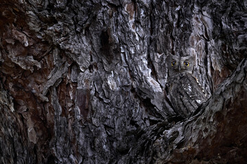 Common Scops Owl, Otus scops, little owl in the nature habitat, sitting on the green tree branch, forest in the background, Eastern Rhodopes, Bulgaria. Wildlife scene from nature.