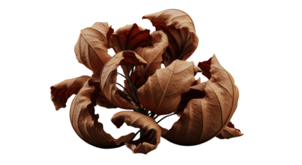 Dried brown leaves with visible veins isolated on a transparent background dried leaves