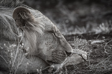 Lion in the grass