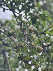 Summer Harvest of Small Green Apples