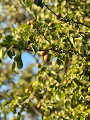 Young Green Apples Growing on Branch