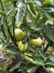 Cluster of Unripe Tomatoes on Lush Vine