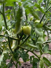 Early Season Green Tomatoes Growing in Soil