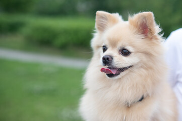 Cute Pomeranian on a walk.