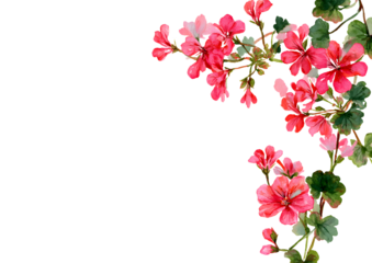 Vertical floral border on the left with hand-painted pink geraniums. White space on the right for text. Great for scrapbooking, packaging, wallpaper, and decoupage projects.