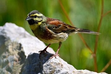 Cirl bunting // Zaunammer (Emberiza cirlus) - Peloponnese, Greece
