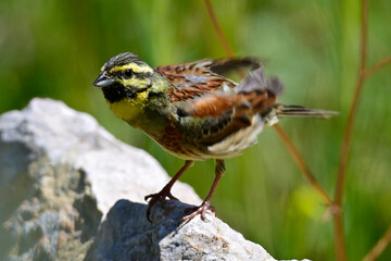 Zaunammer // Cirl bunting (Emberiza cirlus) - Peloponnes, Griechenland