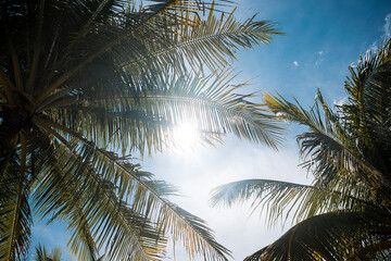 Naklejka premium Coconuts and the sun in Coron, Palawan in the Philippines.