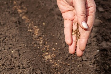 A hand scattering seeds into the soil, beginning the planting process for a new crop.