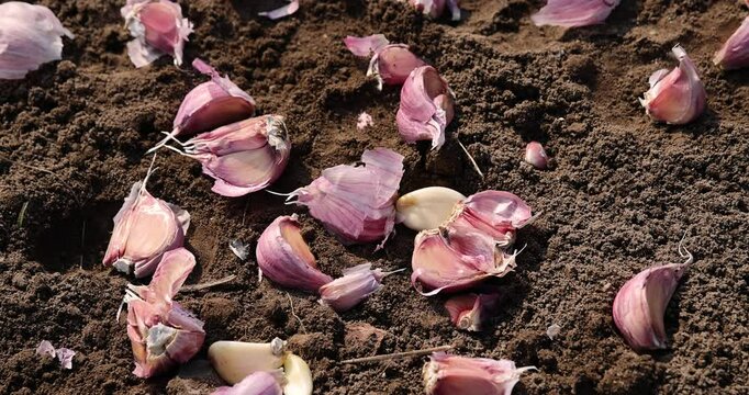 a large number of garlic cloves scattered in the field during sowing, soil preparation and separation of garlic for planting during farming in the field in the spring season