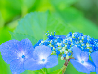 梅雨から初夏の公園や花壇を彩るガクアジサイのある風景。繊細で美しい装飾花と開花した真花のクローズアップ