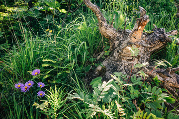 Vibrant green plants and wildflowers scattered across the forest floor