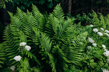 Vibrant green plants and wildflowers scattered across the forest floor