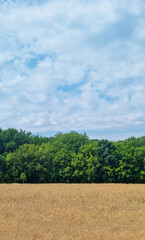 Dry grass field in front of dense green forest under cloudy sky. Natural summer landscape with...
