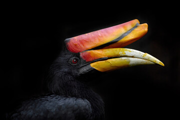 Borneo wildlife. Hornbill in the dark tropic forest. Rhinoceros hornbill, Buceros rhinoceros, big black bird with orange bill beak in the nature habitat. Kinabatangan, Borneo, Malaysia.