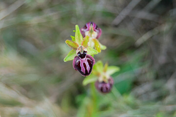 Vibrant orchids bloom in a lush green meadow under soft sunlight