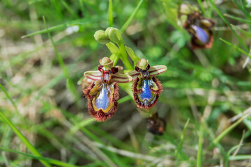 Colorful orchids blooming in a vibrant green meadow during springtime