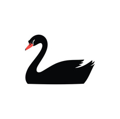 Black swan with red beak bird waterbird