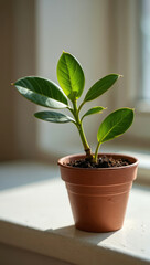 Fototapeta premium Indoor Greenery A Small Potted Plant Bathed in Sunlight on a Window Ledge A Touch of Nature Indoors Bringing Life and Freshness to the Home