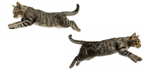 Two tabby cats in mid leap against a black background with visible fur patterns and tails up