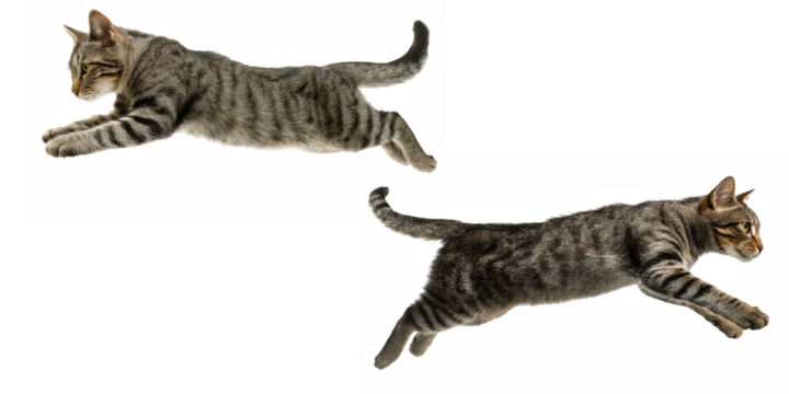 Two tabby cats in mid leap against a black background with visible fur patterns and tails up