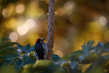 Costa Rica nature. Woodpecker hidden in green vegetation. Acorn Woodpecker, Melanerpes formicivorus. Beautiful bird sitting on green mossy branch in habitat, Costa Rica. Birdwatching America.