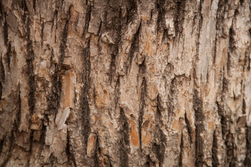 photo tree bark texture. Texture of old tree.