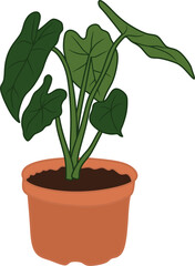 Tropical Indoor Plant with Large Green Leaves